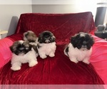 Small #1 Shih Tzu