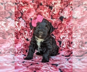 Jack-A-Poo Puppy for sale in COCHRANVILLE, PA, USA
