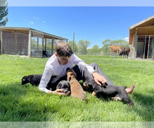 Boxador-Rottweiler Mix Puppy for sale in ARCHER, ID, USA