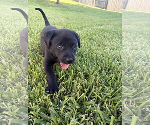 Labrador Retriever-Unknown Mix Dogs for adoption in The Woodlands, TX, USA