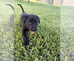 Small Labrador Retriever Mix