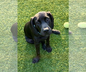 Spanador Dogs for adoption in Fort Worth, TX, USA