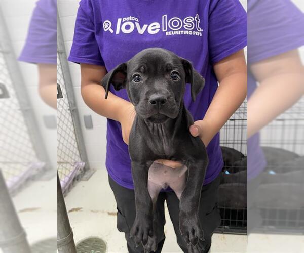 Medium Photo #2 Labrador Retriever-Unknown Mix Puppy For Sale in Rosenberg, TX, USA
