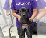 Small #1 Labrador Retriever Mix