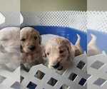 Small Photo #3 Goldendoodle Puppy For Sale in HIRAM, OH, USA