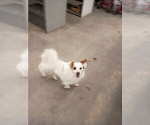 American Eskimo Dog-Papimo Mix Puppy for sale in CLINTON TWP, MI, USA