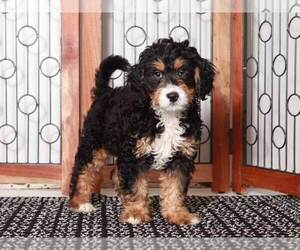 Bernedoodle (Miniature) Puppy for sale in NAPLES, FL, USA