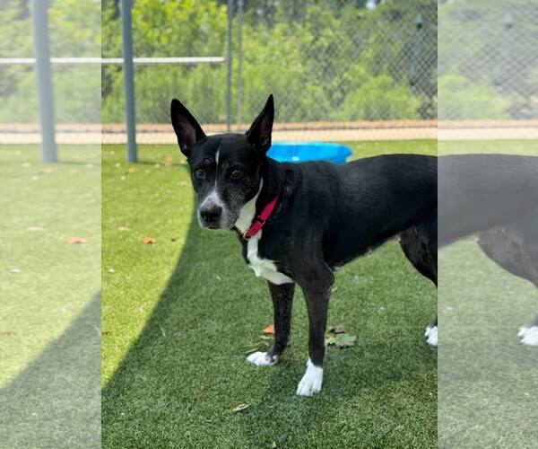 Medium Photo #3 Mutt Puppy For Sale in Shelburne, VT, USA