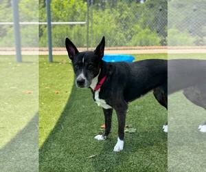 Cookie - Female Mutt Dog for Adoption - Photo #3