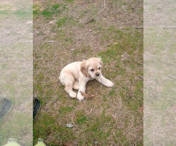 Medium Photo #4 Cocker Spaniel Puppy For Sale in OLA, AR, USA