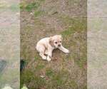 Small #3 Cocker Spaniel