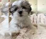 Small Photo #19 Mal-Shi Puppy For Sale in ROGERS, MN, USA