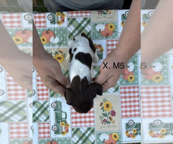 Medium Photo #19 German Shorthaired Pointer Puppy For Sale in ARGONNE, WI, USA