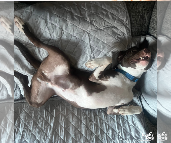 Medium Photo #9 Labrador Retriever-Unknown Mix Puppy For Sale in Washington, DC, USA