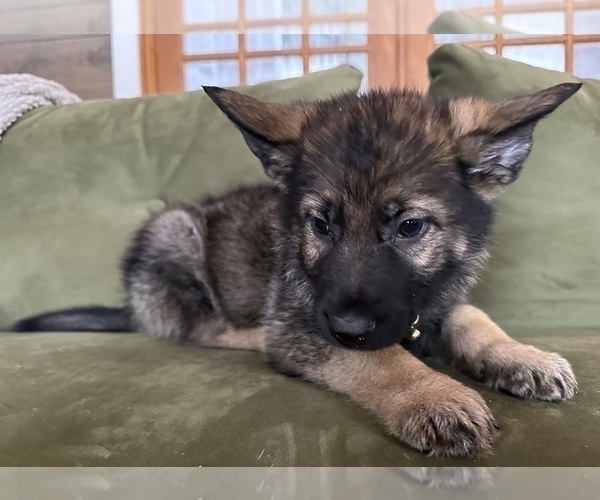 Medium Photo #6 German Shepherd Dog Puppy For Sale in PERKINSVILLE, VT, USA