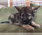 Small #5 German Shepherd Dog