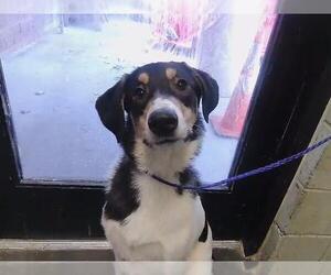 Australian Shepherd-Unknown Mix Dogs for adoption in Tulsa, OK, USA