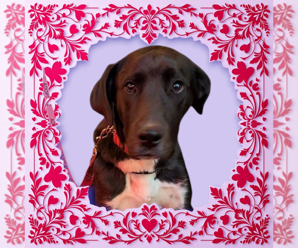 Medium Photo #10 Great Dane-Greater Swiss Mountain Dog Mix Puppy For Sale in garner, NC, USA