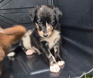 Medium Border-Aussie