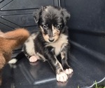 Puppy Lily Border-Aussie