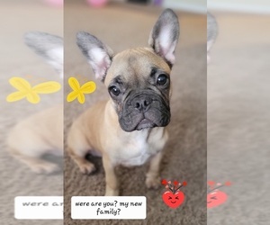 French Bulldog Puppy for sale in TAMPA, FL, USA