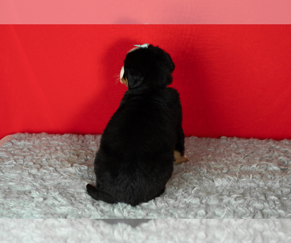 Medium Photo #28 Bernese Mountain Dog Puppy For Sale in MILLERSBURG, IN, USA