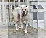 Small Photo #2 Boxer Puppy For Sale in Dumont, NJ, USA