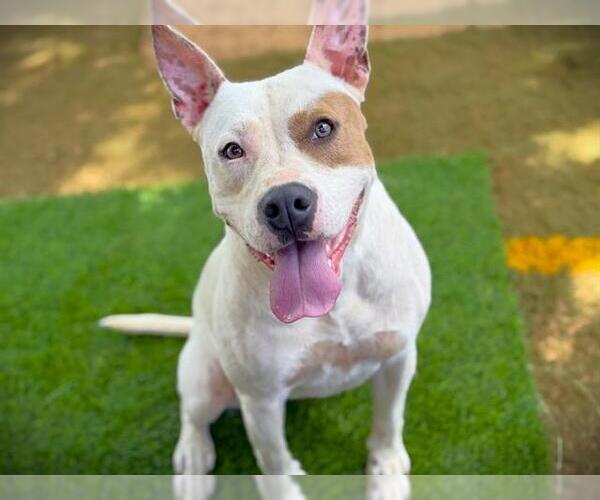 Medium Photo #3 American Pit Bull Terrier Puppy For Sale in Tallahassee, FL, USA