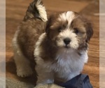 Small #15 Shorkie Tzu-Yorkshire Terrier Mix