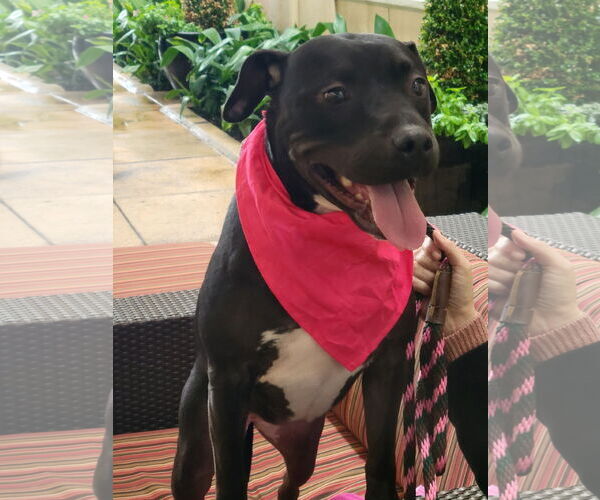 Medium Photo #26 American Staffordshire Terrier-Unknown Mix Puppy For Sale in Rosenberg, TX, USA