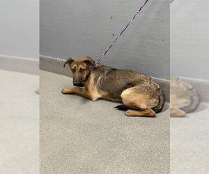 German Shepherd Dog-Unknown Mix Dogs for adoption in Las Vegas, NV, USA