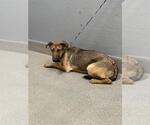 Small German Shepherd Dog Mix