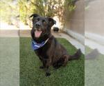 Small #2 Australian Shepherd Mix
