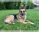 Small German Shepherd Dog