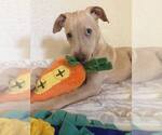 Small #8 Labrador Retriever Mix