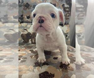 English Bulldog Puppy for sale in SAN DIEGO, CA, USA