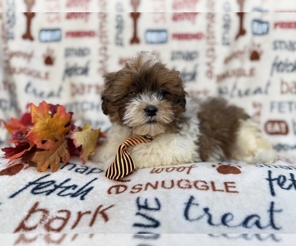 Medium Photo #2 Shih-Poo Puppy For Sale in LAKELAND, FL, USA
