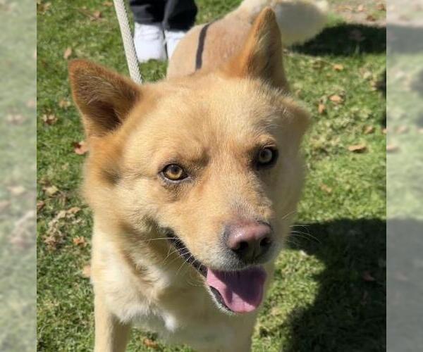 Medium Photo #3 Siberian Husky-Unknown Mix Puppy For Sale in Camarillo, CA, USA