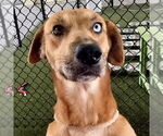 Small Redbone Coonhound Mix
