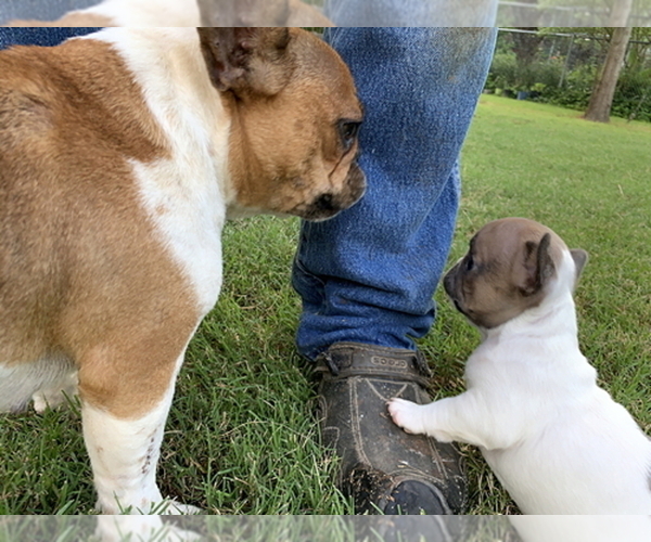 Medium Photo #8 French Bulldog Puppy For Sale in EUSTACE, TX, USA