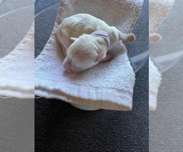 Medium Photo #4 Coton de Tulear Puppy For Sale in TIMBER, OR, USA
