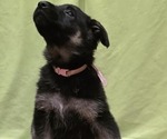 Puppy Light Pink German Shepherd Dog