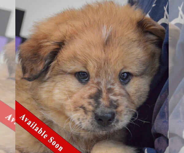 Medium Photo #1 Chow Chow-Unknown Mix Puppy For Sale in Huntley, IL, USA