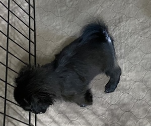 Shih Tzu Puppy for sale in GLOUCESTER, VA, USA