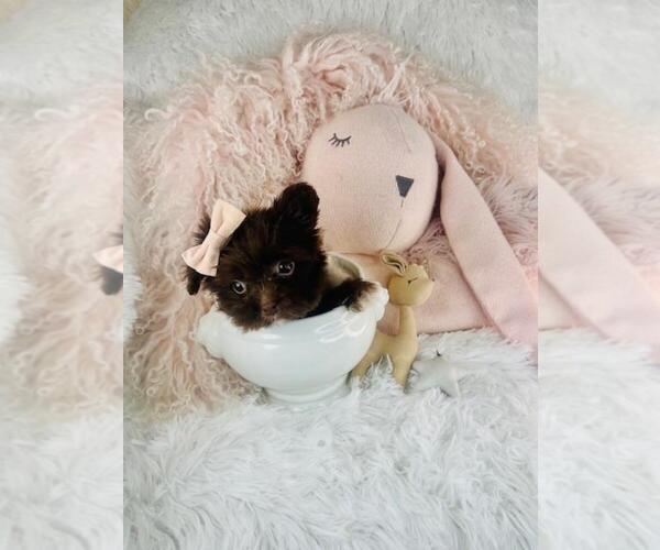 Medium Photo #1 Cavapoo Puppy For Sale in DACULA, GA, USA