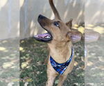 Small #2 Labrador Retriever-Rhodesian Ridgeback Mix