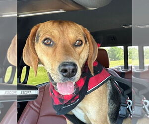 Beagle-Unknown Mix Dogs for adoption in Claremore, OK, USA