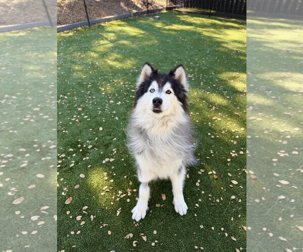 Medium Photo #2 Alaskan Malamute Puppy For Sale in Salinas, CA, USA