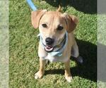 Small #22 Miniature Pinscher Mix