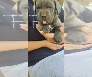 Cane Corso Puppy for sale in PLAINVIEW, TX, USA